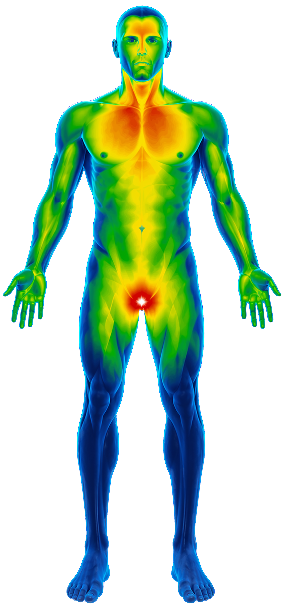 Figura anatómica térmica del control masculino