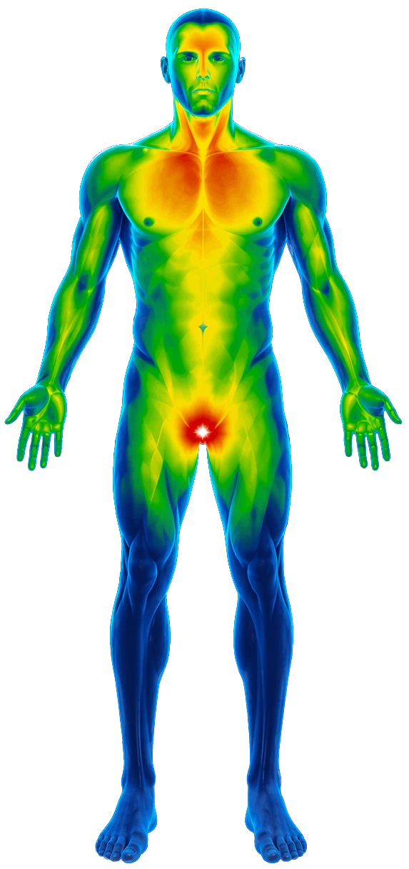 Figura anatómica térmica del control masculino